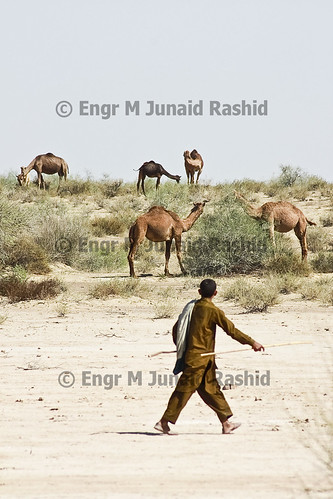 Caravan of Camels in Cholistan desert near derawar by Engineer J