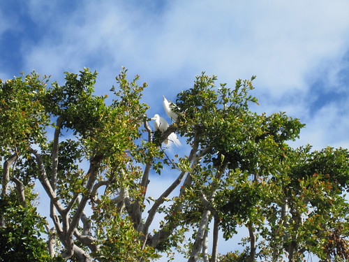 egrets nesting