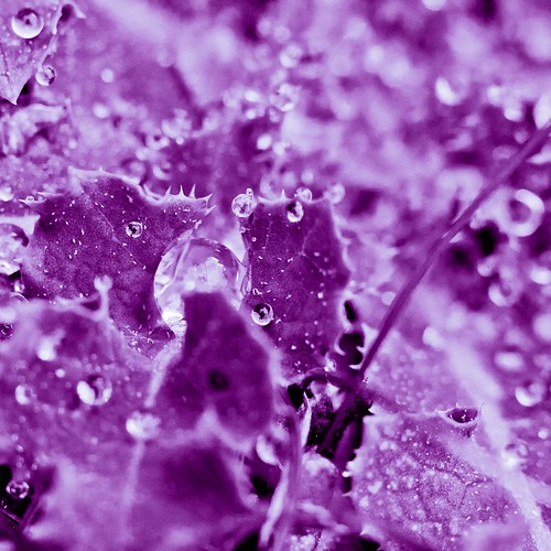 Purple rain - raindrops on leaves by Roland Bogush