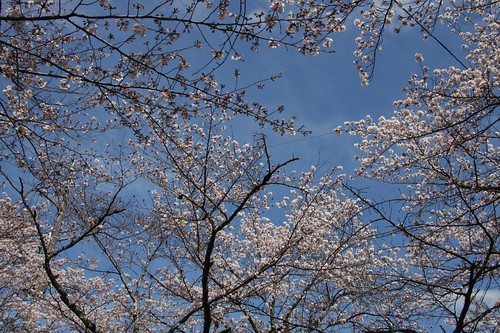 青空に楽しく・・・ / Cherry blossom