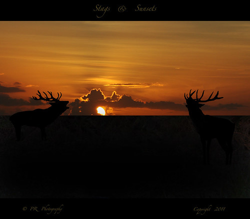 Stags & Sunsets.