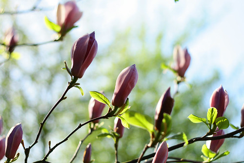 magnoliaA