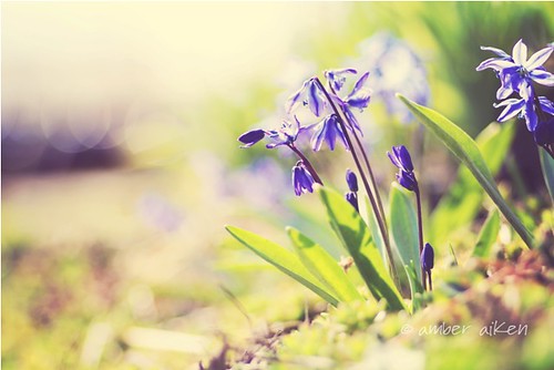 Spring Beauty by Amber Aiken