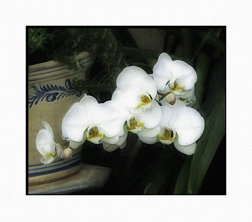 Orchids by artphoto2005