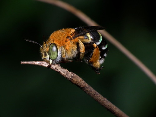 フリー写真素材|動物|昆虫|蜂・ハチ|アオスジコシブトハナバチ|