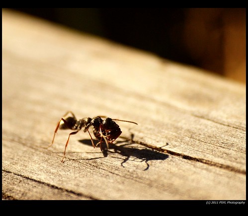 Unknown Ant Carrying Ant