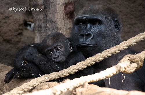 Gorilla Quembo & Dian by Rob Cam 67