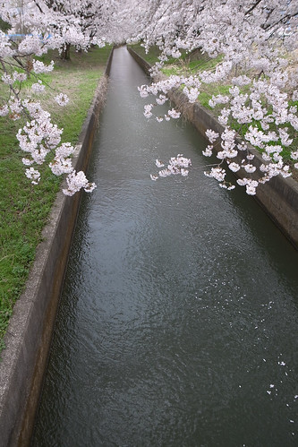 桜と水路