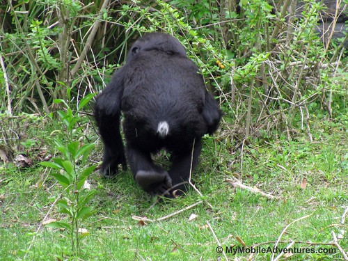 IMG_5325-WDW-DAK-baby-gorilla-tail