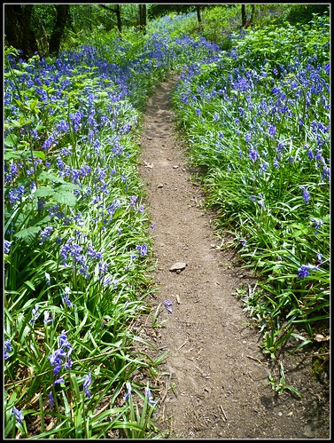Bluebells and singletrack