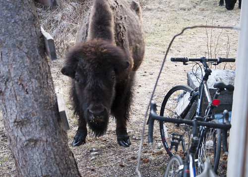No Bison, You Cannot Ride the Bike