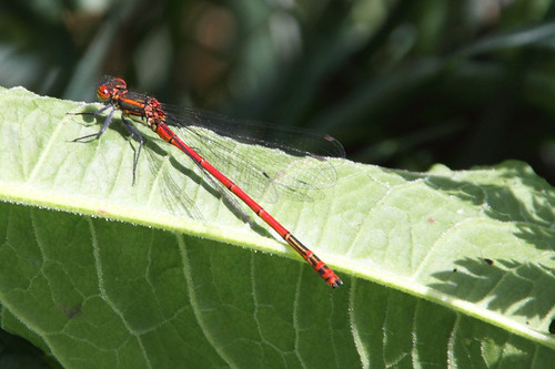 Mayflies - large red