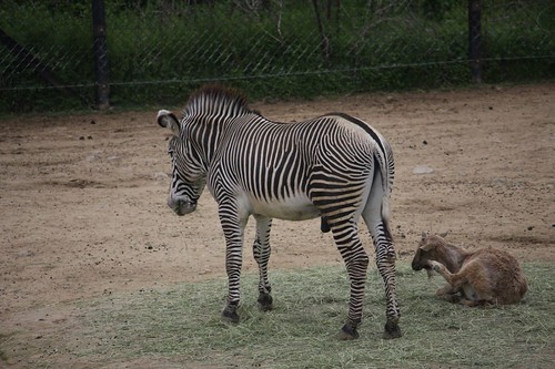 グレービーシマウマ / Grevy's zebra