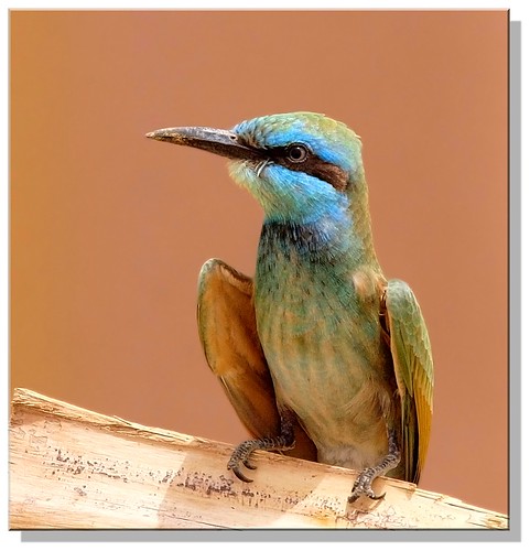 young Green bee-eater