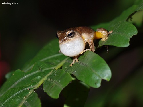 面天樹蛙 Curixalus idiootocus