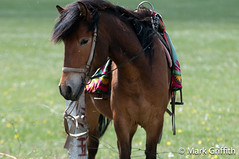 Mongolian Pony