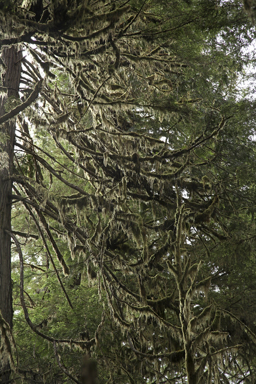 tree limbs with moss, Prince of Wales Island, Alaska