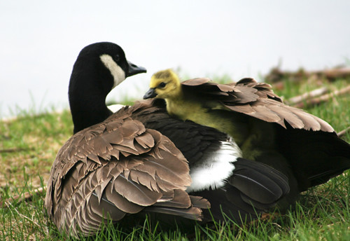 mumma & baby goose