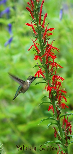 Ruby-th Humm on Cardinal Flower by Pat Sutton