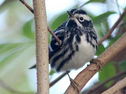 Black-and-White Warbler 2-20110406