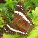 rainforest butterfly brown