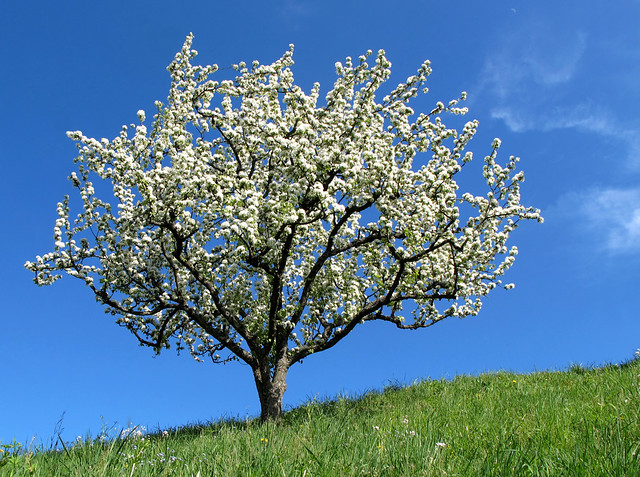 Flowering Cherry Tree on the Hill by Batikart