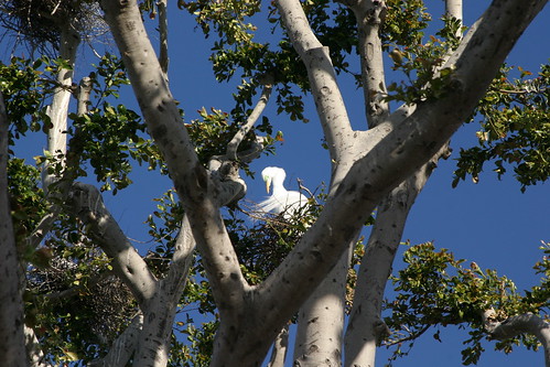 egrets nesting