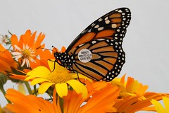 Tagged Monarch 