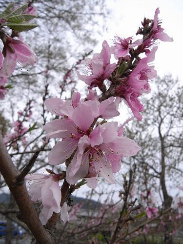 春の花々＠明日香村-31