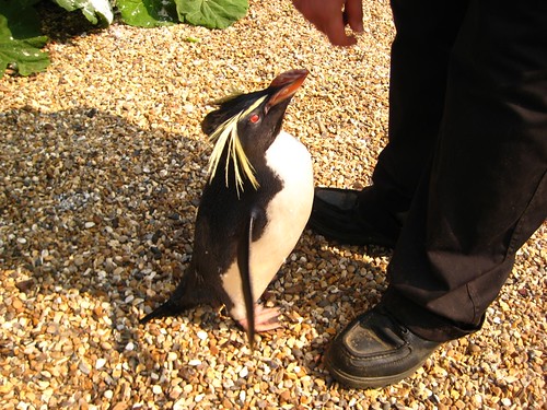 Ricky the Rockhopper penguin by little nell smith