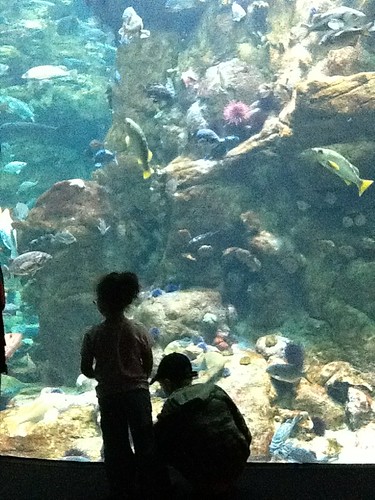 Backlit Aquarium
