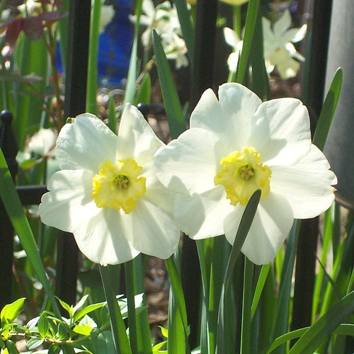 Narcissus 'Loth Lorien'