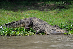 Nile Crocodile, Murchison Falls NP, Uganda