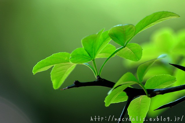 カラタチ [Poncirus trifoliata]