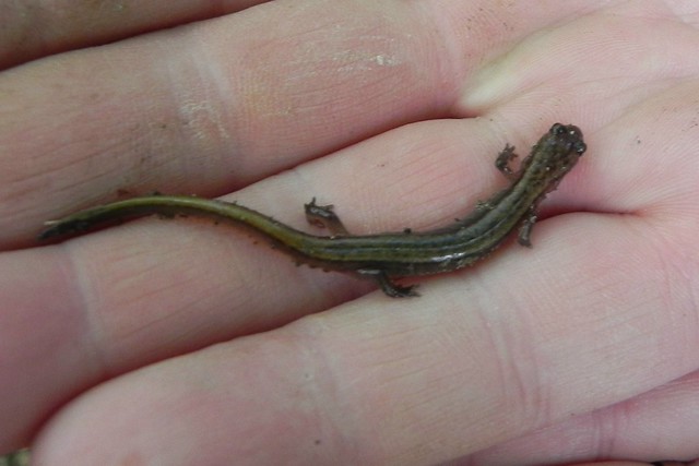 Northern 2-lined Salamander