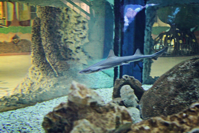 MODS shark tank