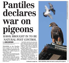 Pigeon article1