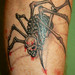 Demented Spider Tattoo (Healed)