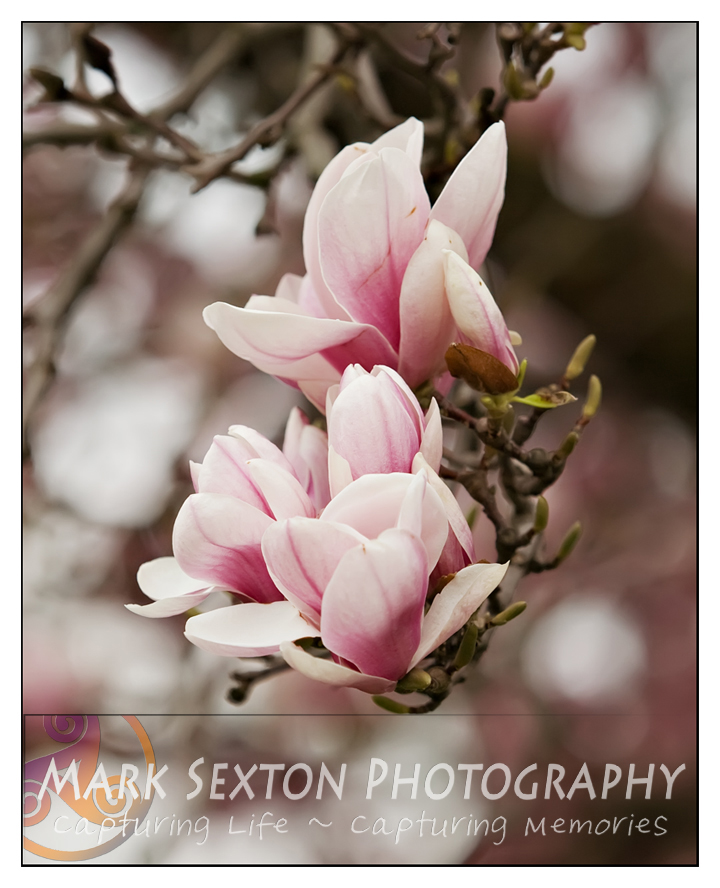 Spring Flowers - magnolia