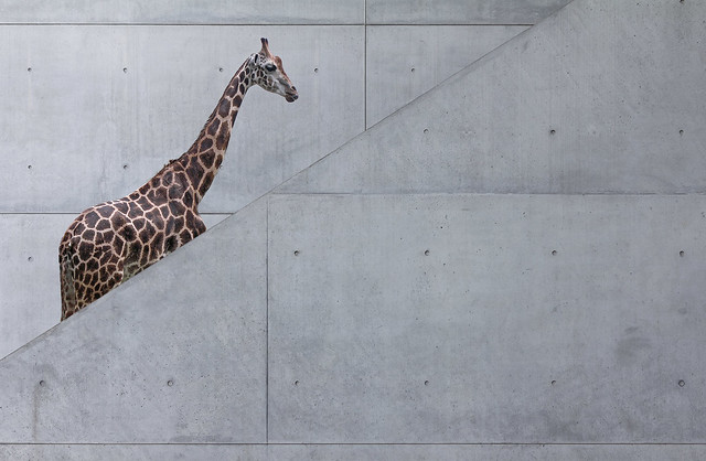 A Natural History of the Giraffe