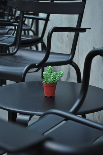 lonely plant
