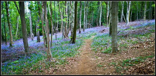 Castle Woods bluebells