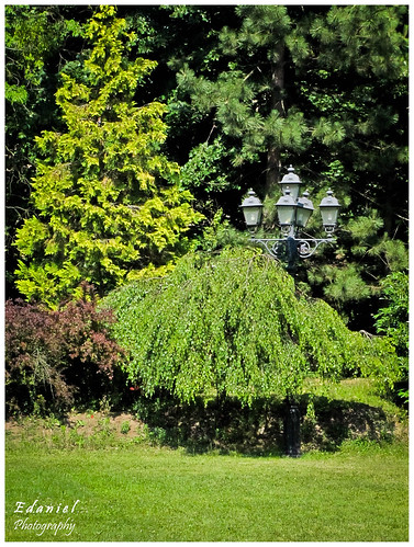 Lamp in the bushes