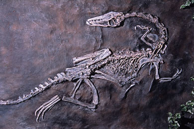 makoshika dinosaur museum