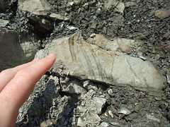 first fossil found Joggins