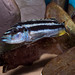 Melanochromis kaskazini Lupingu