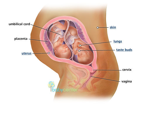 Twin babies, fetuses at 24 weeks - BabyCenter