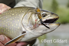 BrookTrout-3