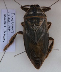 Day 3 - Photo 10: Giant Water Bug