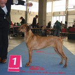 Ruby Best Junior 2012 Int. Dogshow Antwerpen (B) <a style="margin-left:10px; font-size:0.8em;" href="http://www.flickr.com/photos/68800547@N03/7083673477/" target="_blank">@flickr</a>